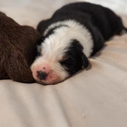Nora - Black tri-color female Australian Shepherd puppy in Polk City, Florida from Skaky Shepherds