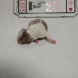 Rose - Lilac female Boston Terrier puppy in Catawba, North Carolina from Lil Wiggles Boston Terriers