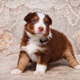Clifford-1250 - Red tri-color male Australian Shepherd puppy in Star City, Arkansas from Blush & Lace Aussie Co.