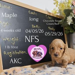 Maple - Cream female Dachshund puppy in Hoquiam, Washington from Heyd's Mini Dachshunds