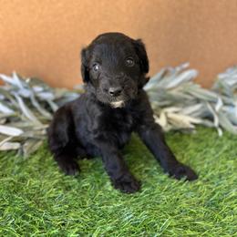 Copper - Black male Bordoodle puppy in Valley Center, California from Circle R Valley Bordoodls