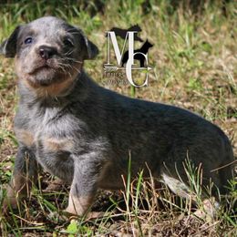 Ranger - Blue male Australian Cattle Dog puppy in Runnels County, Texas from MC Heelers & Aussies