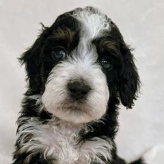 Australian Mountain Doodles, Bernedoodles, and Bernese Mountain Dogs from Berns & Doodles