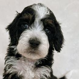 Australian Mountain Doodles, Bernedoodles, and Bernese Mountain Dogs from Berns & Doodles