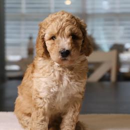 Rune - Apricot male Goldendoodle puppy in Macclenny, Florida from Baker County Goldendoodles