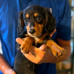 Girl - Black and tan female Dachshund puppy in Winter Haven, Florida from Davidson's Dachshunds