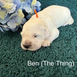 Ben - Light golden male Golden Retriever puppy in Conroe, Texas from Tails of Cypress