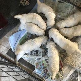Poodle Puppies from Firebrook Poodles