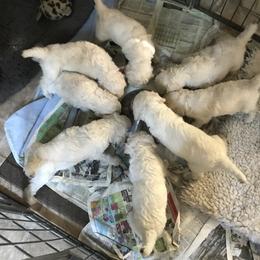 Poodle Puppies from Firebrook Poodles