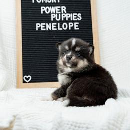 Penelope - Tri-color female Pomsky puppy in Spring City, Pennsylvania from Pomsky Power Puppies