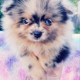 French Bulldog and Pomeranian Puppies from Purrs N Poms