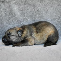 No Collar - Sable female German Shepherd puppy in Cherryville, North Carolina from Masky Kennel