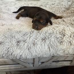 Buckley - Red male Dachshund puppy in Alexander, North Dakota from Wild Rose Ridge Doxies