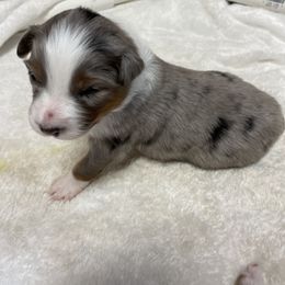 Blue - Blue merle Australian Shepherd puppy in Frederic, Michigan from Chilly Peckers Farm