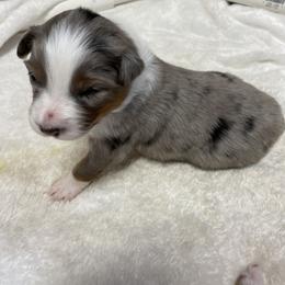 Blue - Blue merle Australian Shepherd puppy in Frederic, Michigan from Chilly Peckers Farm