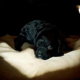 Elliott - Black male Cockapoo puppy in Marietta, South Carolina from River Falls Cockapoos