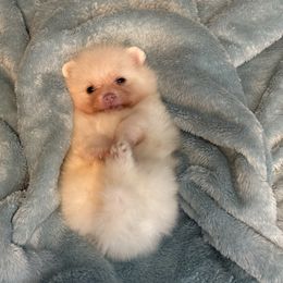 Female2 - Cream female Pomeranian puppy in Denver, Colorado from BD Poms