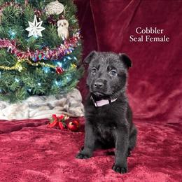 Cobbler - Black seal female German Shepherd puppy in New Cambria, Missouri from Des Hausraben Shepherds