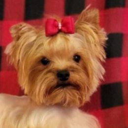 Yorkshire Terriers from Davila's Yorkies