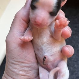 Papillon Puppies from Limited Run Papillons