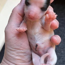 Papillon Puppies from Limited Run Papillons