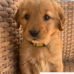 Lemon - Light golden female Golden Retriever puppy in Farmington, Utah from Golden Haven Doodles