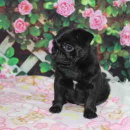 Beauty - Black female Pug puppy in Tuscola, Illinois from Dream on puppies