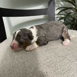 Kirby - Blue merle male Bernedoodle puppy in Holtwood, Pennsylvania from Country Ridge Puppies