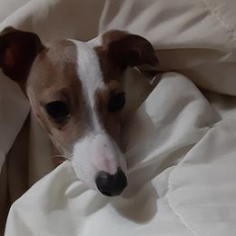 Italian Greyhound All Grown Up from Heartsdesire Italian Greyhounds