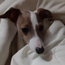 Italian Greyhound All Grown Up from Heartsdesire Italian Greyhounds