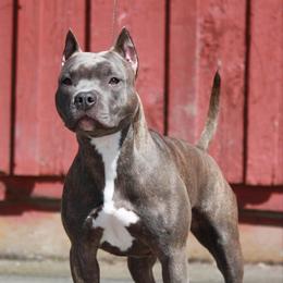 Gracie - American Pit Bull Terrier