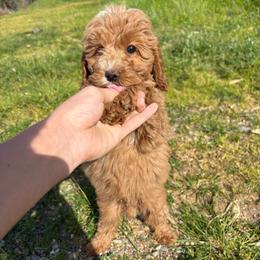 Romeo - Caramel red male Australian Labradoodle puppy in Auburn, California from Poodles and Labradoodles breeder