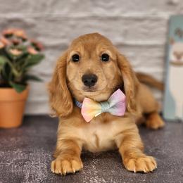 Dachshund Puppies from Madra's Dashing Doxies