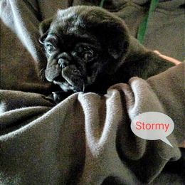 Pug Puppies from Hatfield Pugs
