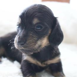 June - Black and cream female Dachshund puppy in Morrow, Ohio from Courtney’s Colorful Doxies