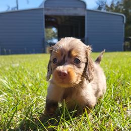 Chocolate dapple female - Dapple female Dachshund puppy in Ashford, Alabama from Circle City Dachshunds