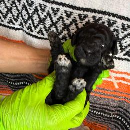 Thumbelina - Black female Poodle puppy in Hesperia, California from Whitesock Standard Poodles
