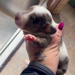 Scarlett - Dapple female Dachshund puppy in Harrison, Arkansas from Pyatts Doxies
