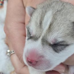 Companion Crosses from Alaskan Huskies of Maine