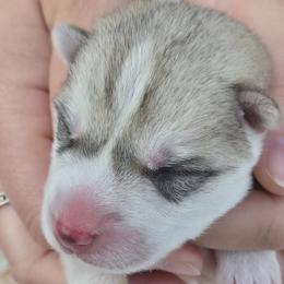 Companion Crosses from Alaskan Huskies of Maine