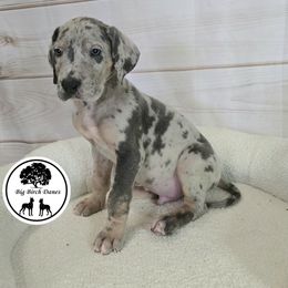 Mars - Merle Great Dane puppy in Spiro, Oklahoma from Big Birch Danes