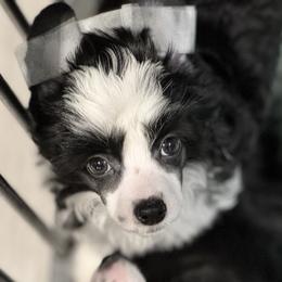 Whale - Black and white male Chinese Crested puppy in New Smyrna Beach, Florida from FronkLinn Kennel