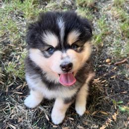 Woodrow Call - Black and white male Pomsky puppy in Blue Earth, Minnesota from Blue Sky Pomsky