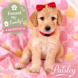 Paisley - female Golden Mountain Doodle puppy in Ormond Beach, Florida from Honeycomb Doodles