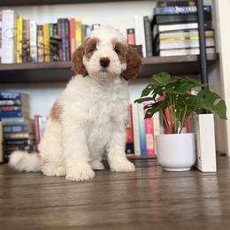 Cavapoo Puppies from AZ Cavapoos