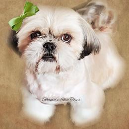 Shih Tzu Puppies from Shantii's Shih Tzu's