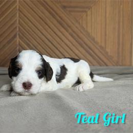 Teal Girl - Tri-color female Bernedoodle puppy in Modesto, California from Two Doods Doodles
