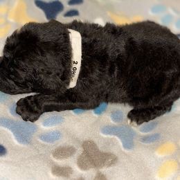 Goldendoodle and Poodle Puppies from Southern Stroll Poodles & Doodles