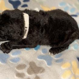 Goldendoodle and Poodle Puppies from Southern Stroll Poodles & Doodles