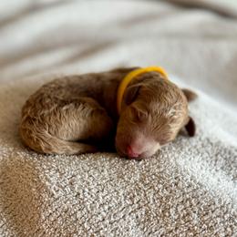 Romaine (Yellow) - Red  male Poodle puppy in Burwell, Nebraska from Petersen Poodles